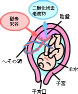 胎盤|胎盤ってどんな役割？完成する時期や赤ちゃんへの影。